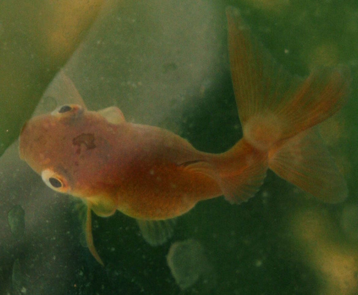 Curled gill goldfish (cropped)