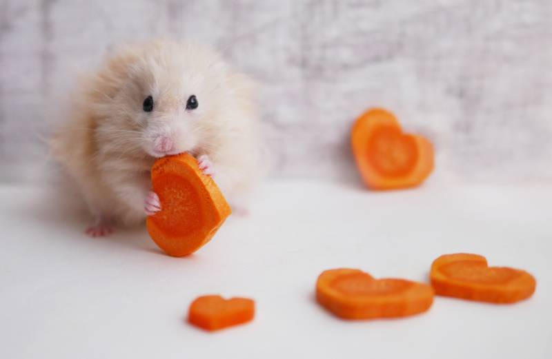 Fluffy the hamster with a carrot