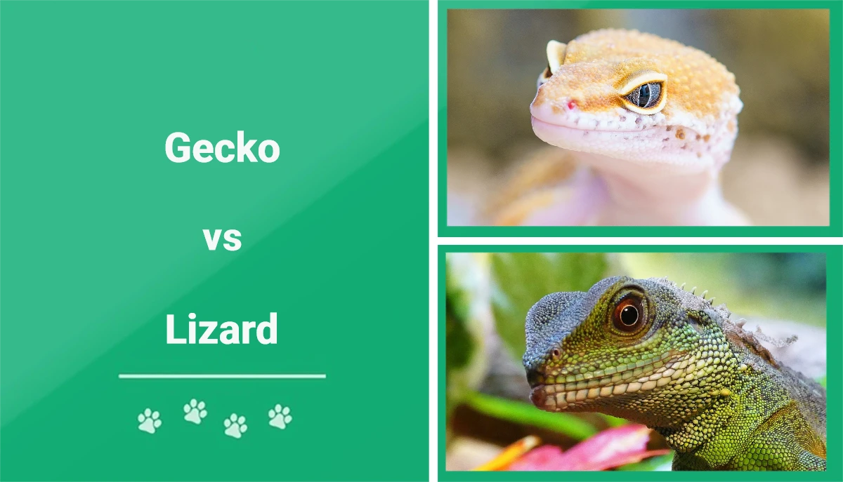reptile vs lizard