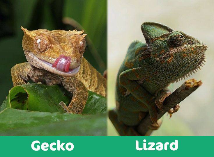 Fighting between Bush Gecko vs Snake!.