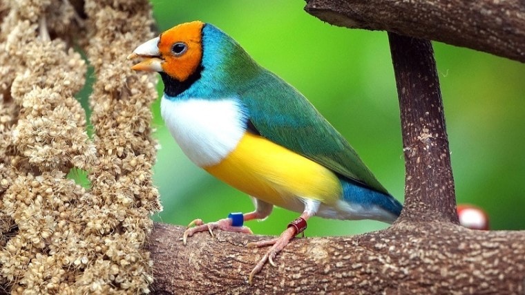 Gouldian Finch-pixabay