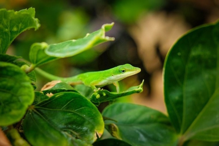 Green Anole Food