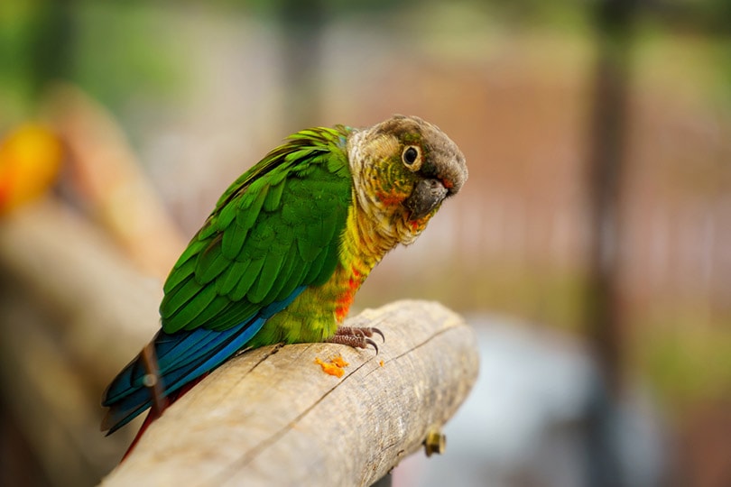 Green-cheeked conure at the zoo