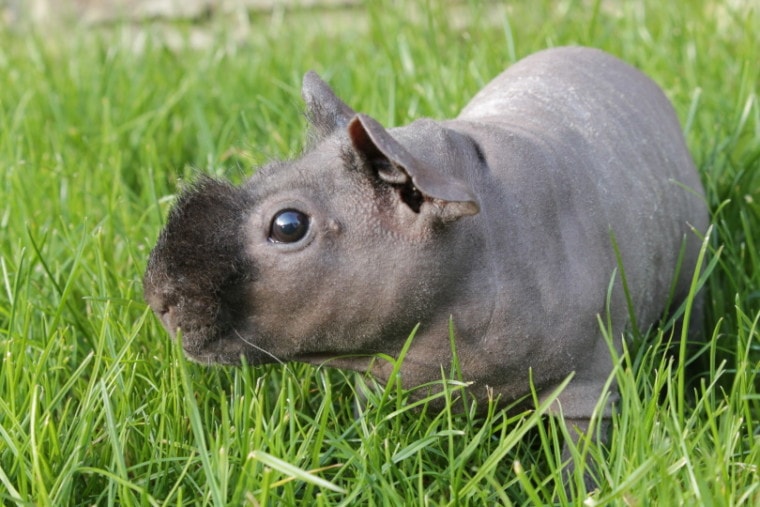 Hairless guinea pig in grass_GoldMillie