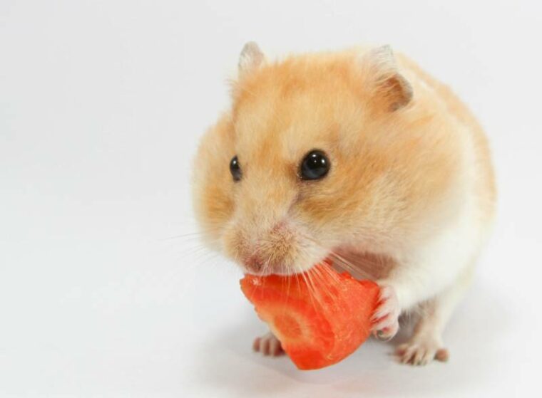 Can Hamsters Eat Carrots? Vet-Approved Nutritional Science & Info | Pet ...