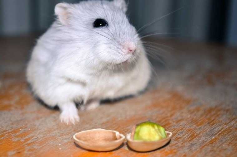 Hamster Eating Pistachio