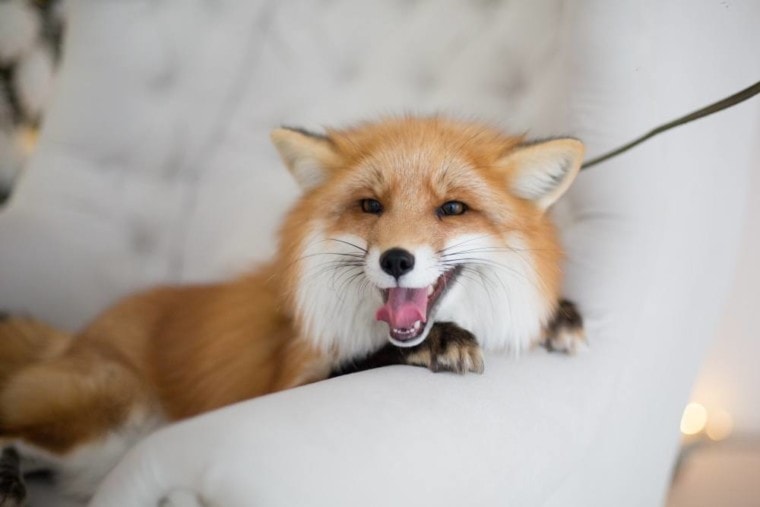 Happy pet fox