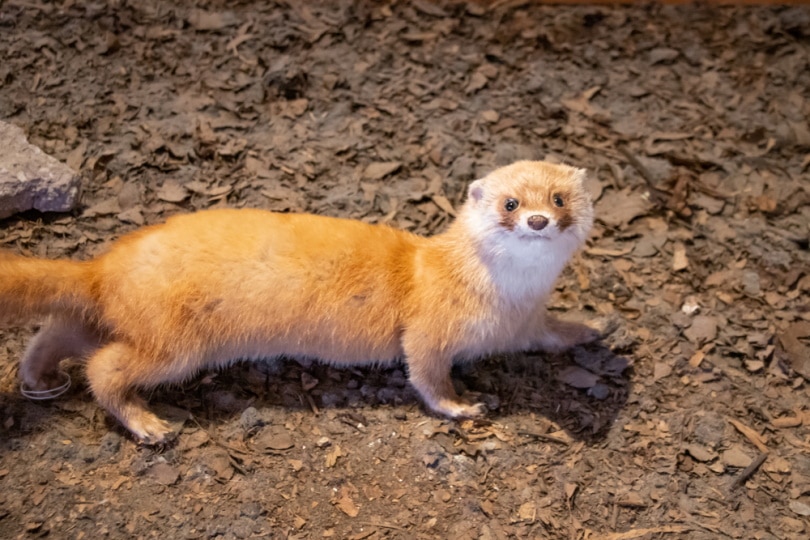 17 Types of Weasels: Species & Colors (With Pictures) | Pet Keen