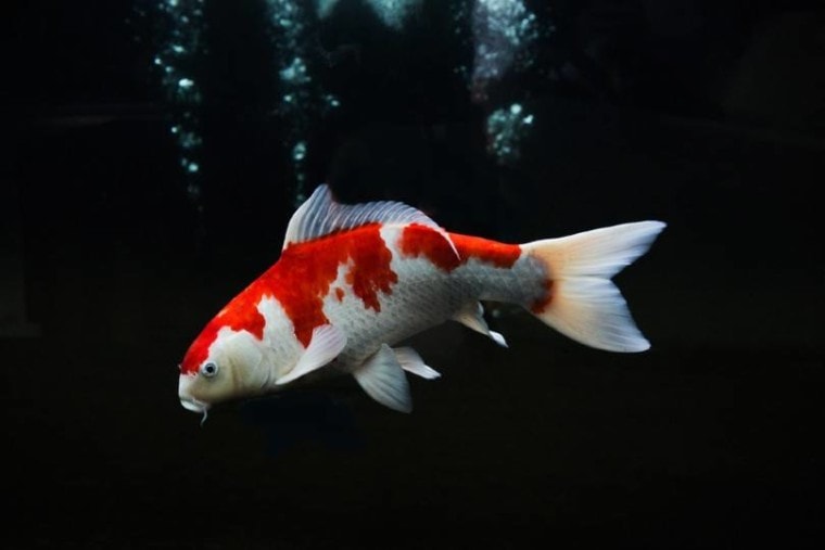 Kohaku koi fish
