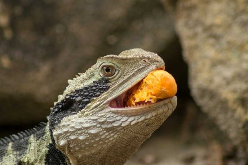 What Do Lizards Eat in the Wild & as Pets? Facts & FAQ Pet Keen