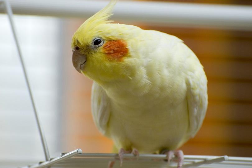 Why Do Cockatiels Blink 