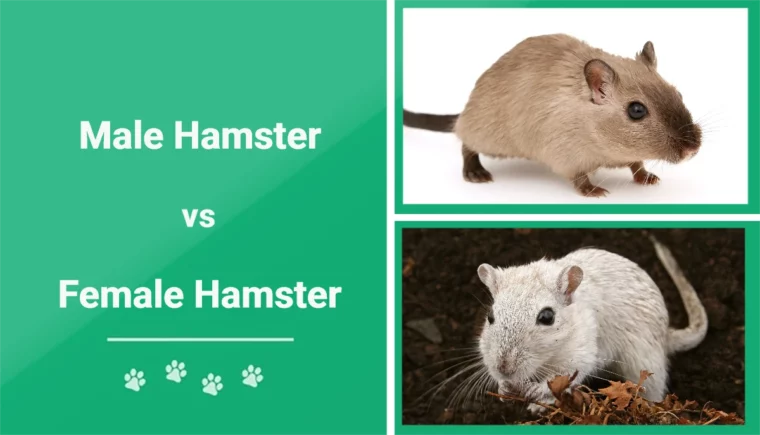 Male Hamster vs Female Hamster - Featured Image
