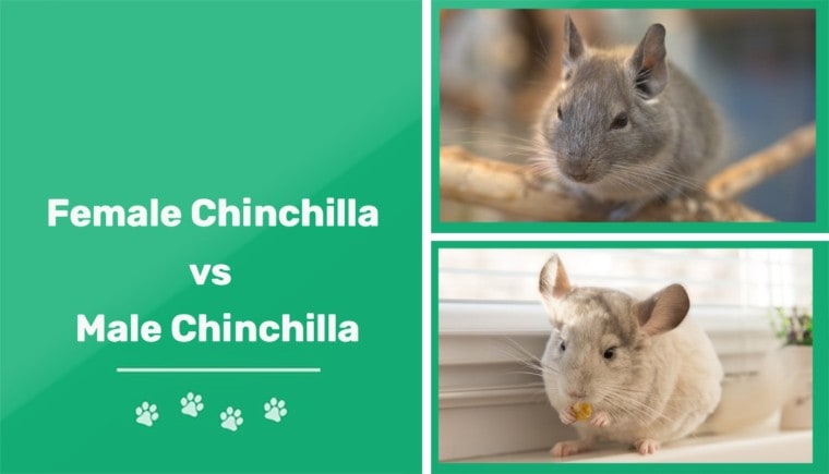 Male vs female chinchilla featured image