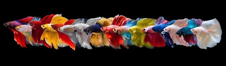 Multi color Siamese betta fish_panpilai paipa_shutterstock