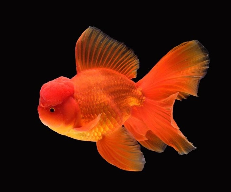 Oranda Goldfish_Nantawat Chotsuwan_shutterstock