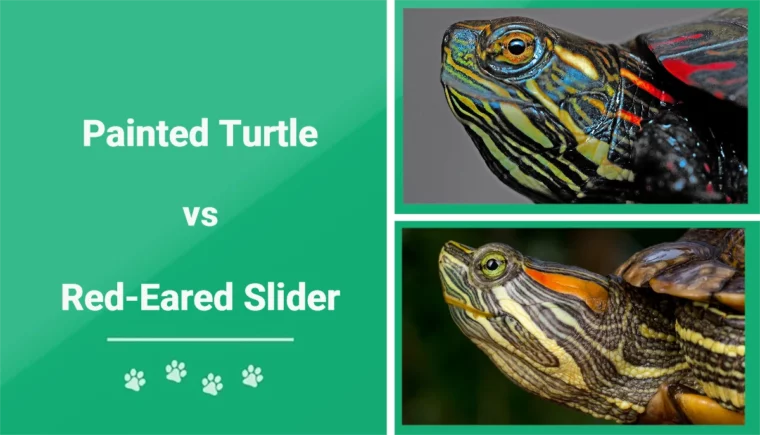 Painted Turtle vs Red-Eared Slider - Featured Image