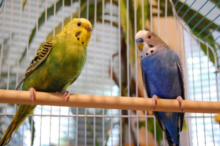 How to Choose the Right Cage Size for Parakeets | Pet Keen