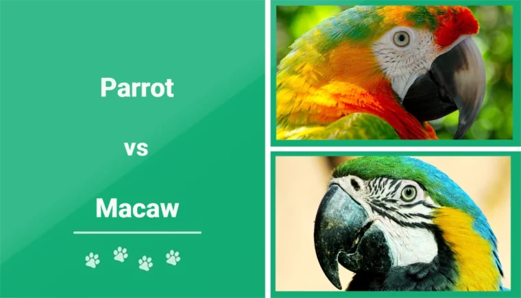 Parrot vs Macaw - Featured Image
