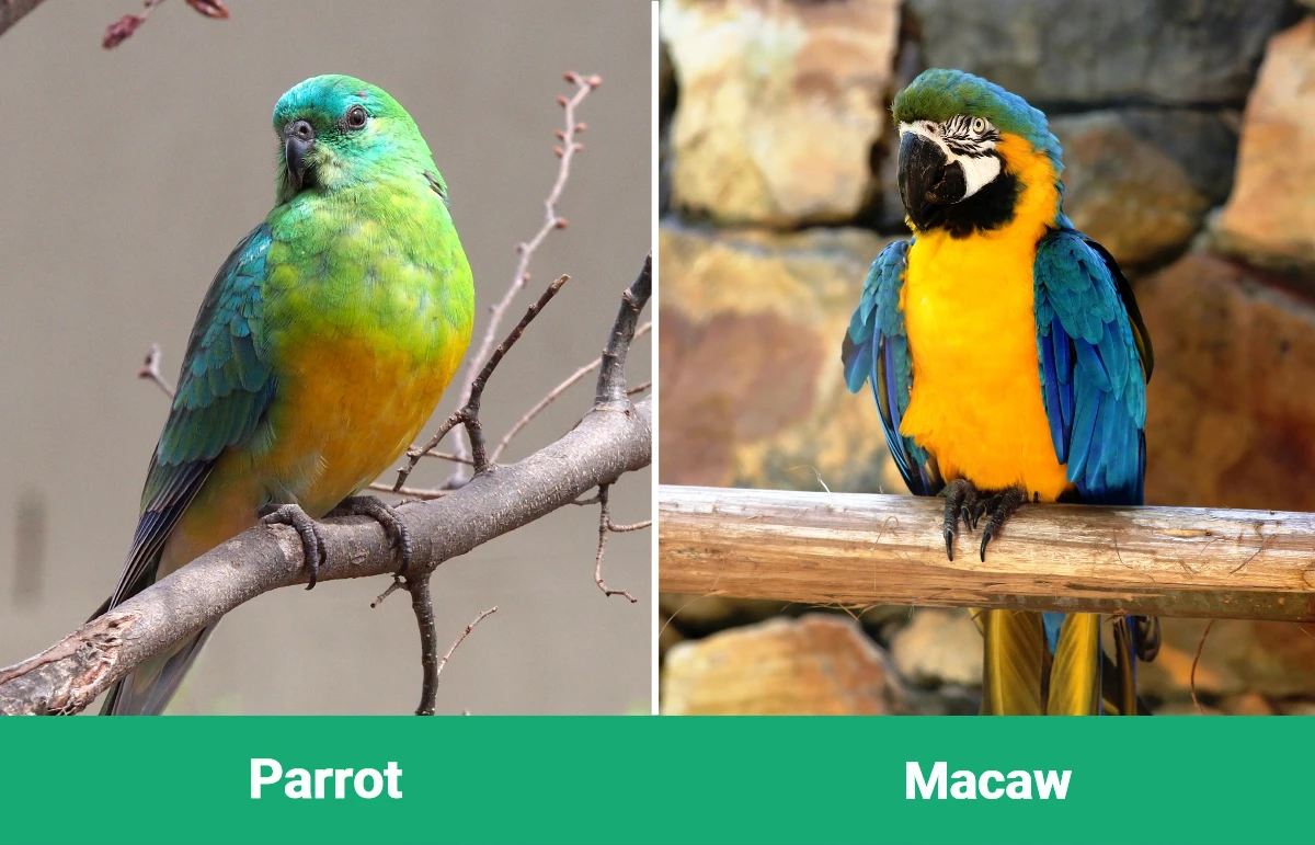 Parrot vs Macaw - Visual Differences