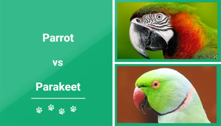Parrot vs Parakeet - Featured Image