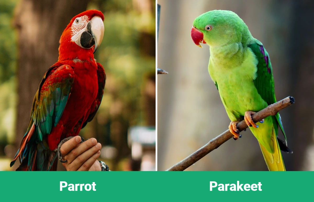 Parrot vs Parakeet - Visual Differences