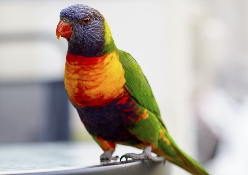 100+ Parrot Names: Ideas for Colorful & Animated Parrots | Pet Keen