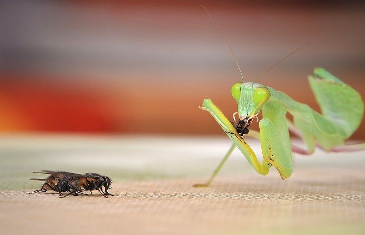 Praying mantis eating