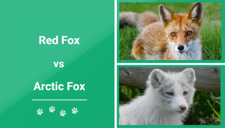 Red Fox vs Arctic Fox - Featured Image