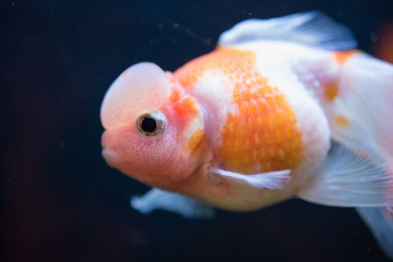 Red and White Crown Pearlscale Goldfish_Vasin Srethaphakdi_shutterstock