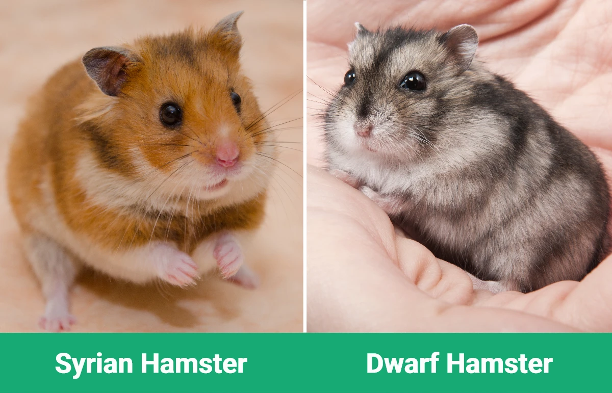 Syrian Vs. Siberian Hamsters