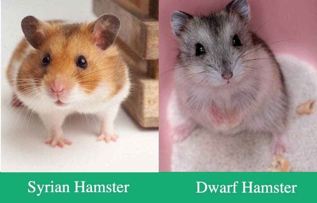 Hamster Adult Site