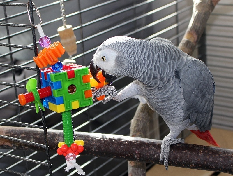 Training your parrot