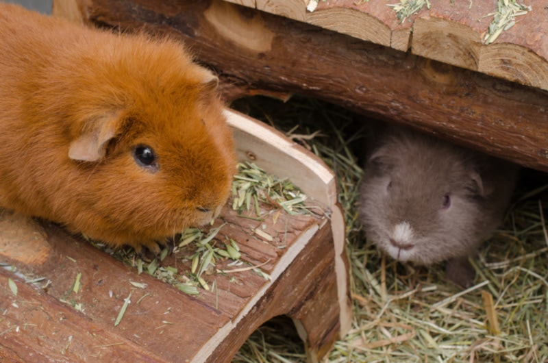 Two teddy guinea pigs eating seeds