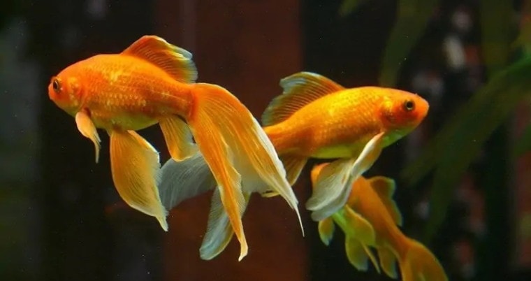 Types of goldfish