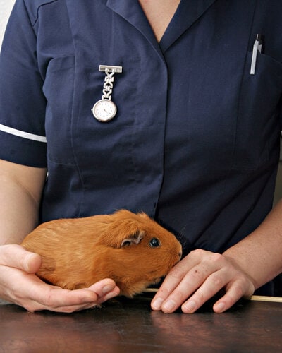 Veterninary nurse holding Guinea Pig