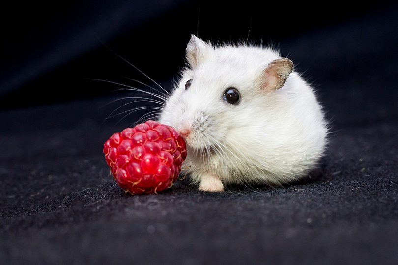 White hamster eating raspberry_PiotrLukasik_shutterstock