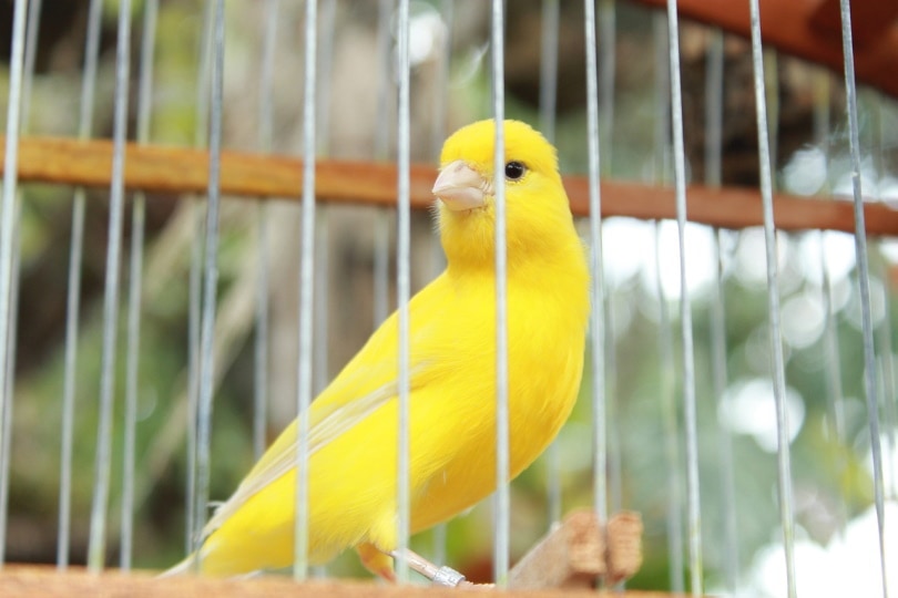 Yellow canary in a cage