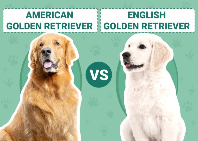 american-vs-english-golden-retriever