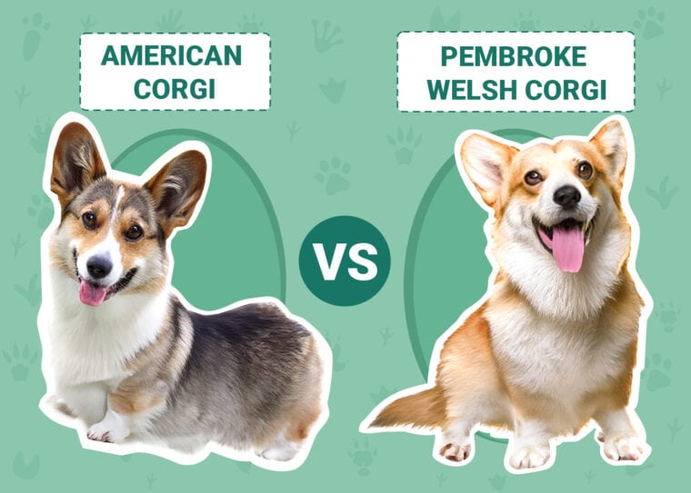 american-vs-pembroke-welsh-corgi