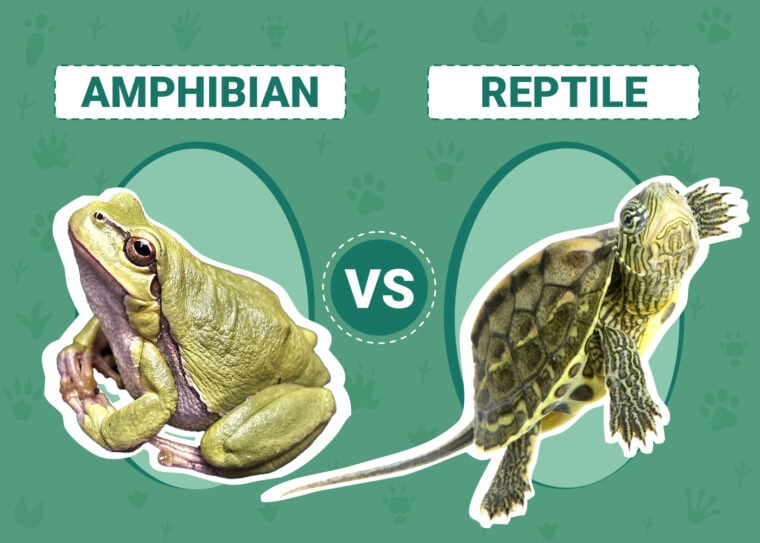 Amphibians vs Reptiles