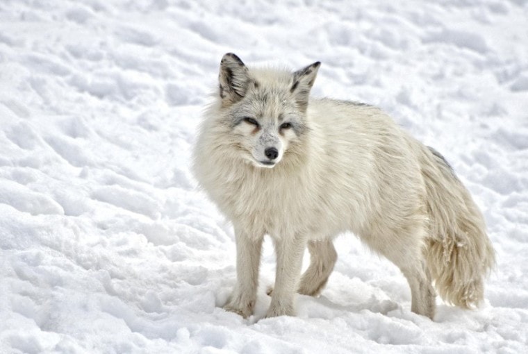 artic fox in the snow