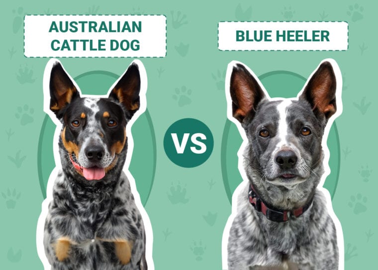 australian-cattle-dog-vs-blue-heeler