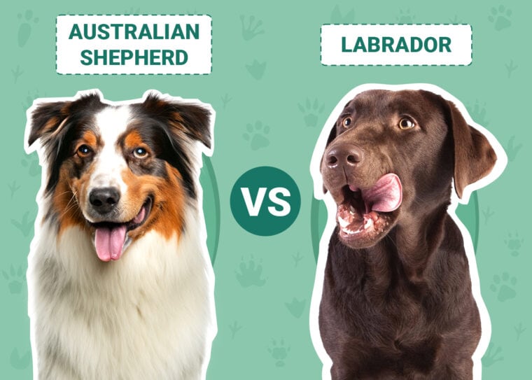 Australian Shepherd vs Labrador