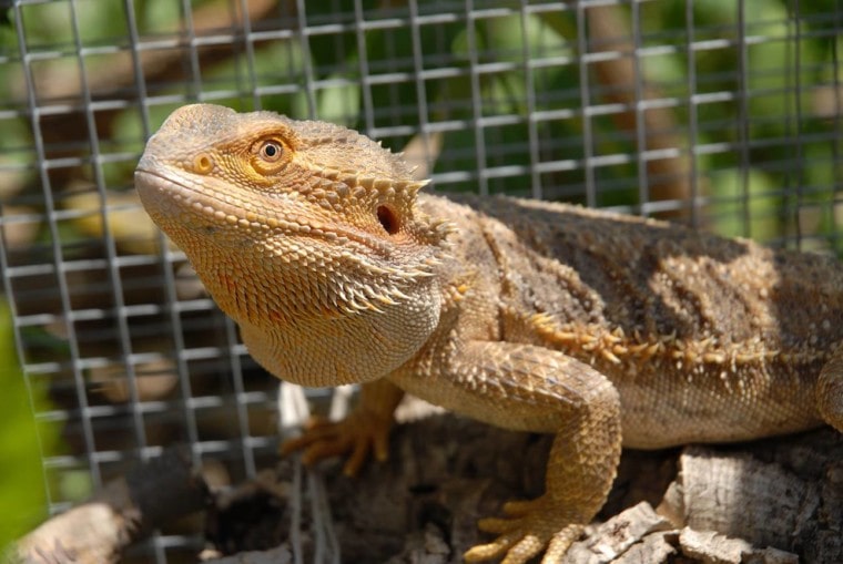 bearded dragon inside the cage