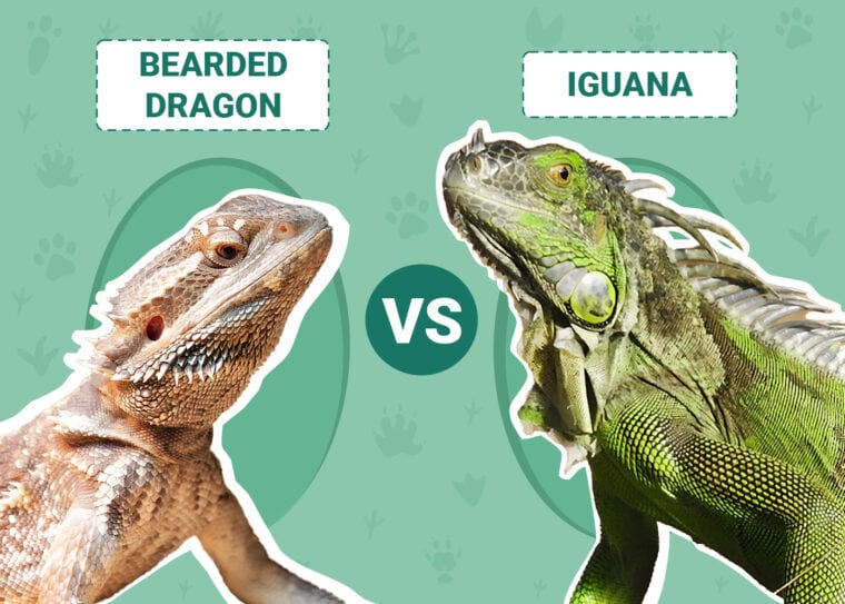 Bearded Dragon vs. Iguana