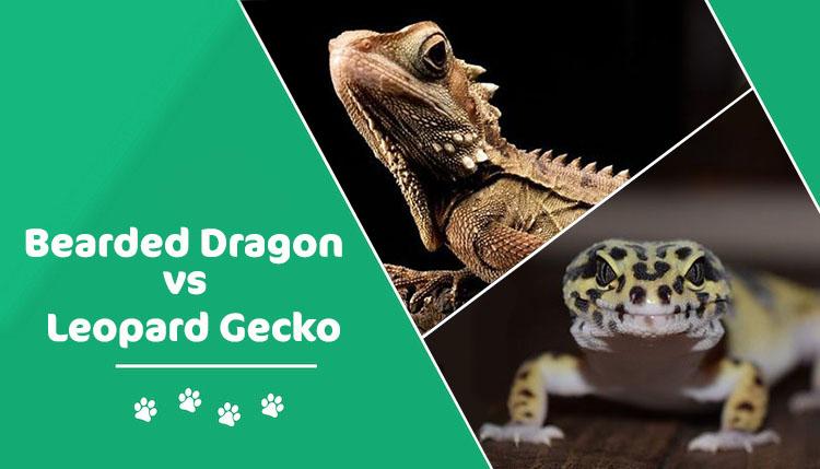 bearded dragon vs leopard gecko header