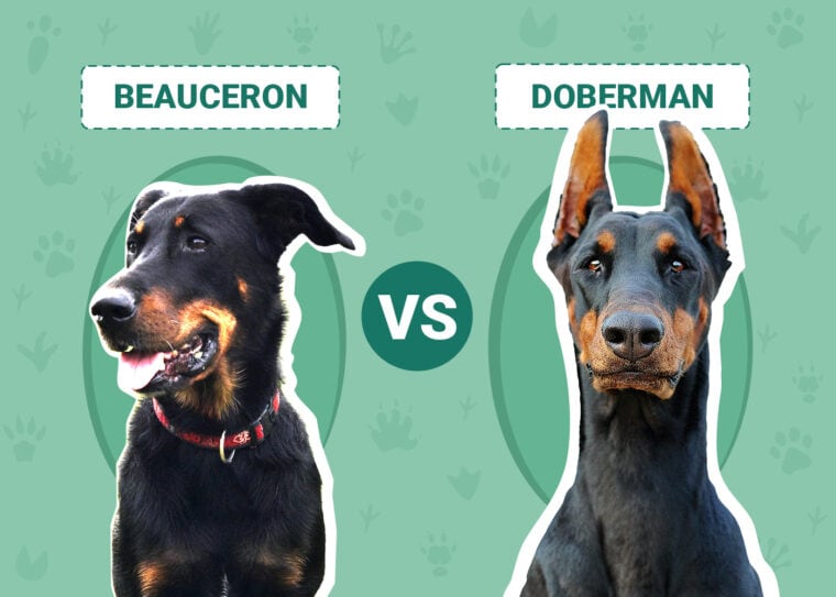 Beauceron vs Doberman