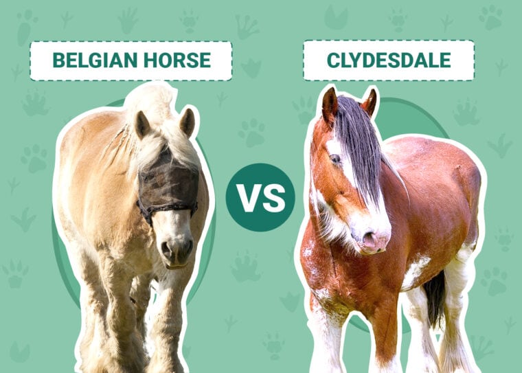 Belgian Horse vs Clydesdale