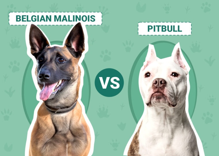 Belgian Malinois vs. Pitbull