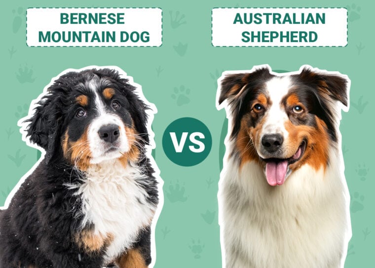Bernese Mountain Dog vs Australian Shepherd
